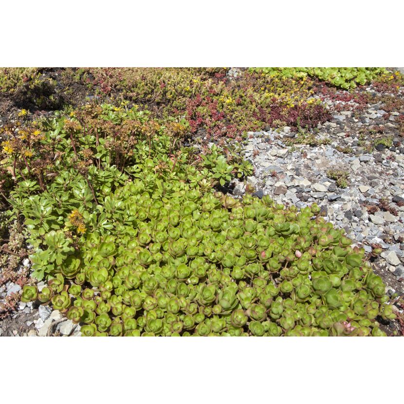 Verschiedene Sedum-Sorten