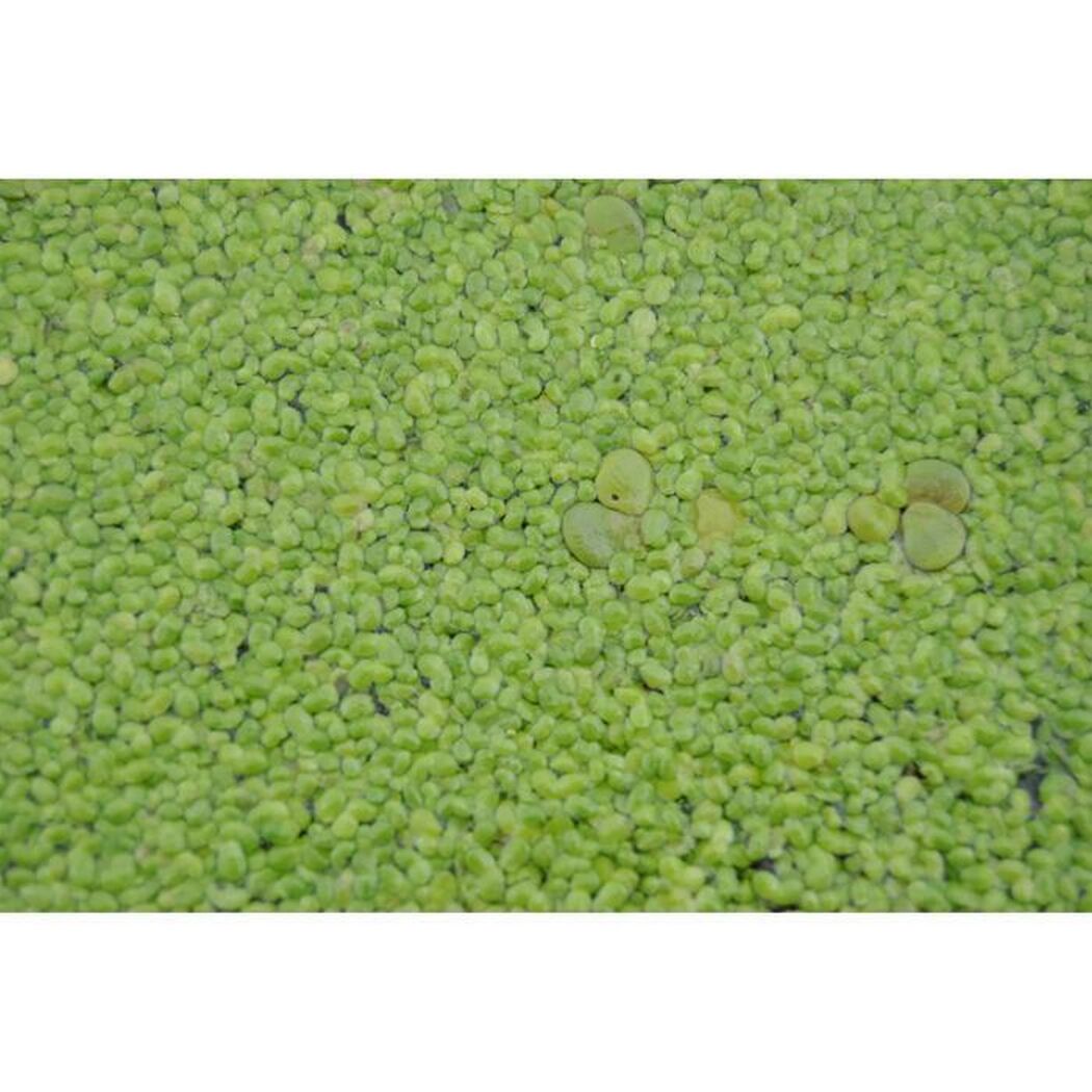 Grüne Wasserlinsen auf Wasseroberfläche