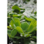 Verkleinertes Bild von Schwimmpflanzen verschiedene Sorten 11 x 11 cm Topf
