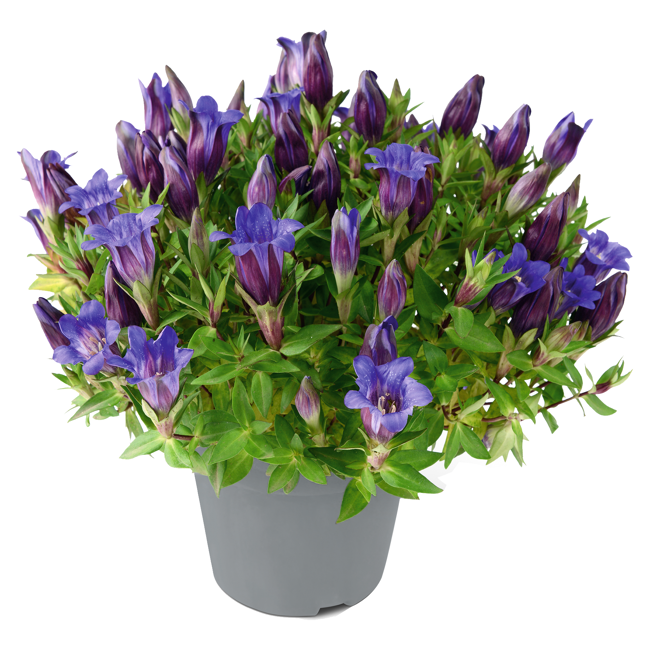 Bild von Enzian 'Rocky Diamond Blue Heart' 10,5 cm Topf