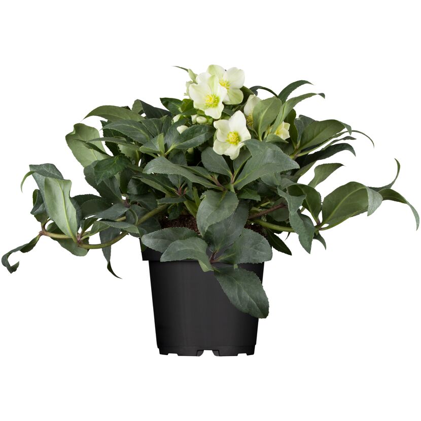 Christrose verschiedene Sorten, 17 cm Topf