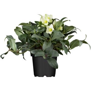 Christrose verschiedene Sorten, 17 cm Topf