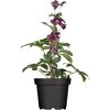 Christrose verschiedene Farben, 14 cm Topf