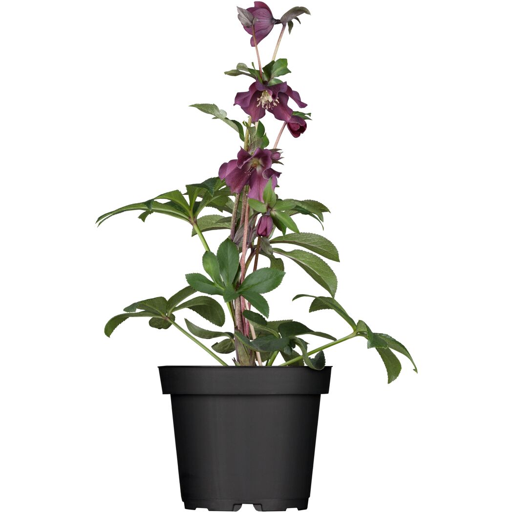 Christrose verschiedene Farben, 14 cm Topf