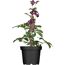 Christrose verschiedene Farben, 14 cm Topf