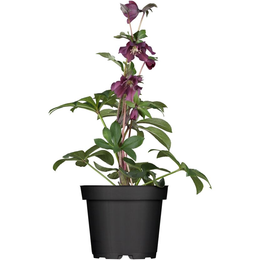Christrose verschiedene Farben, 14 cm Topf