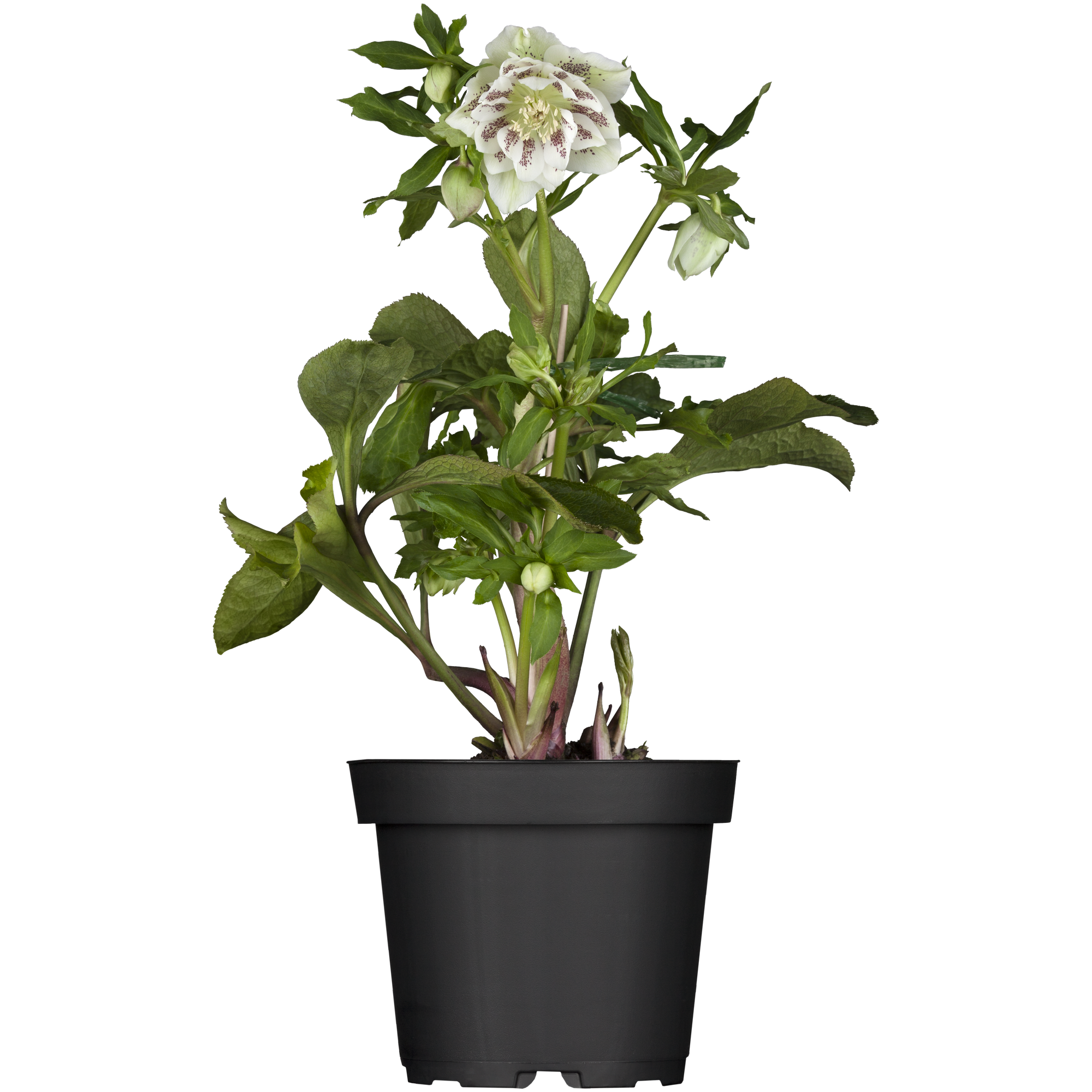 Christrose verschiedene Farben, 14 cm Topf