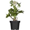 Christrose verschiedene Farben, 14 cm Topf