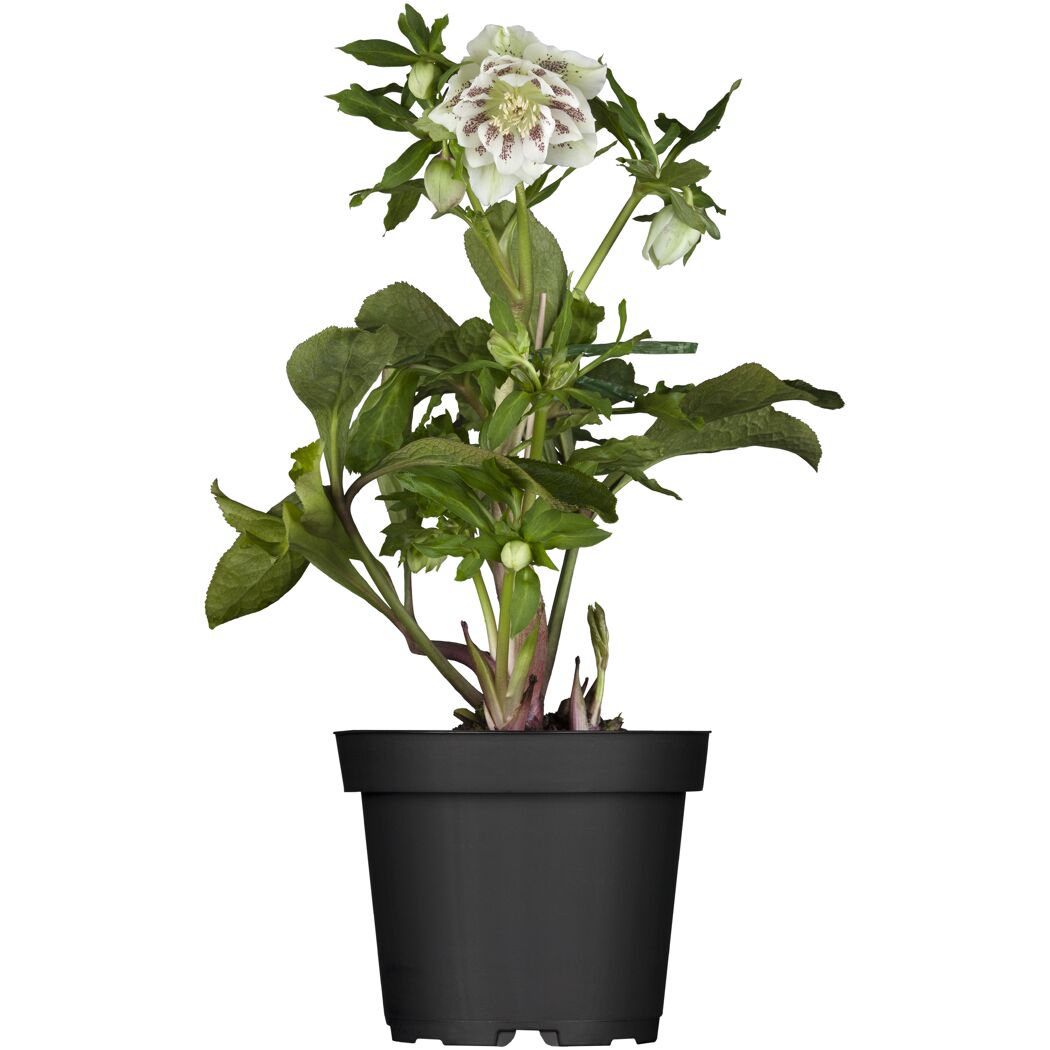 Christrose verschiedene Farben, 14 cm Topf