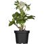 Christrose verschiedene Farben, 14 cm Topf