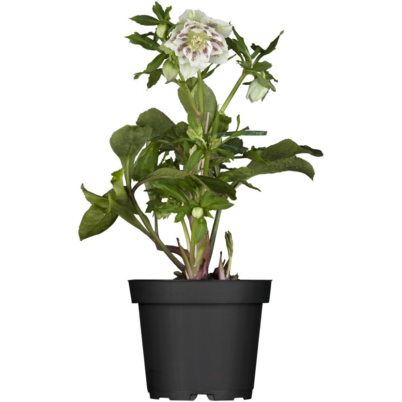 Christrose verschiedene Farben, 14 cm Topf