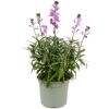 Stauden verschiedene Sorten 17 cm Topf
