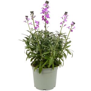 Stauden verschiedene Sorten 17 cm Topf