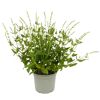 Stauden verschiedene Sorten 17 cm Topf