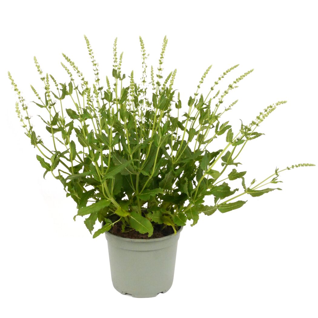 Stauden verschiedene Sorten 17 cm Topf