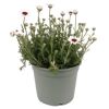 Stauden verschiedene Sorten 17 cm Topf