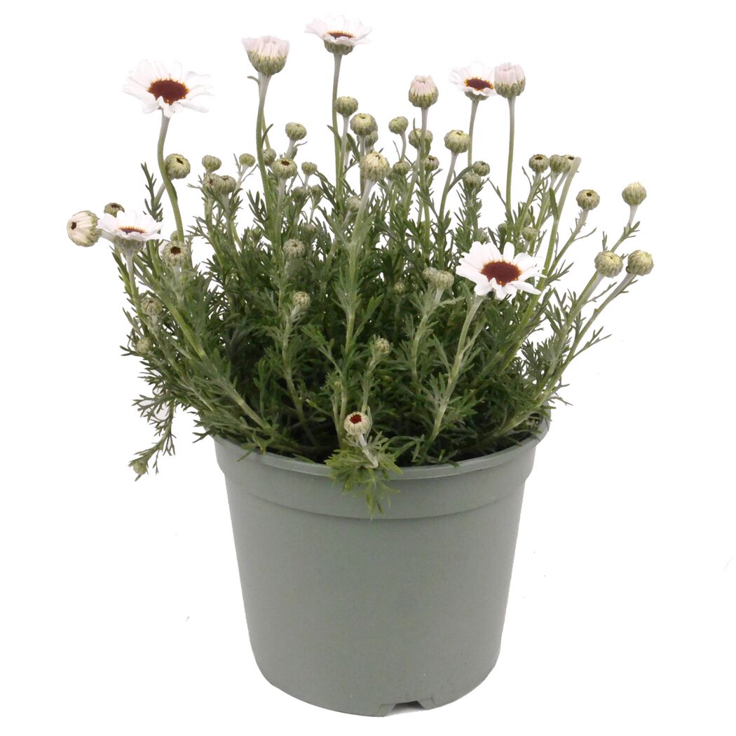 Stauden verschiedene Sorten 17 cm Topf