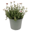 Stauden verschiedene Sorten 17 cm Topf