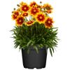 Topfpflanze mit rot-gelben Blüten.
