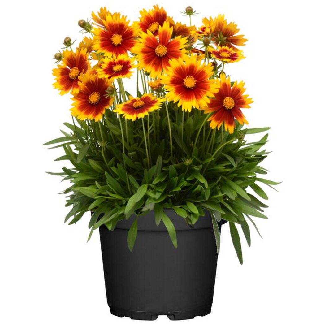 Topfpflanze mit rot-gelben Blüten.