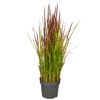 Japanisches Blutgras 'Red Baron' 19 cm Topf