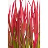Japanisches Blutgras 'Red Baron' 19 cm Topf