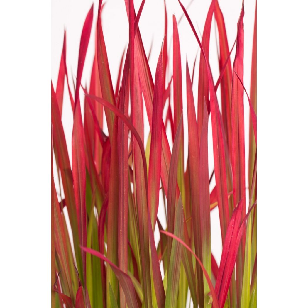 Japanisches Blutgras 'Red Baron' 19 cm Topf