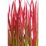 Japanisches Blutgras 'Red Baron' 19 cm Topf