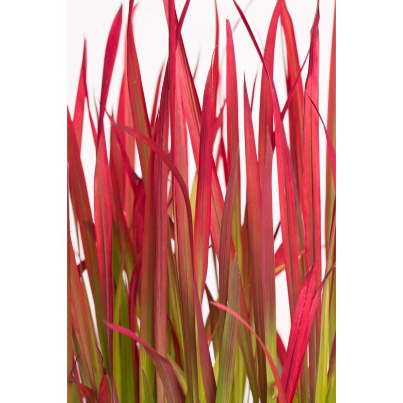 Japanisches Blutgras 'Red Baron' 19 cm Topf