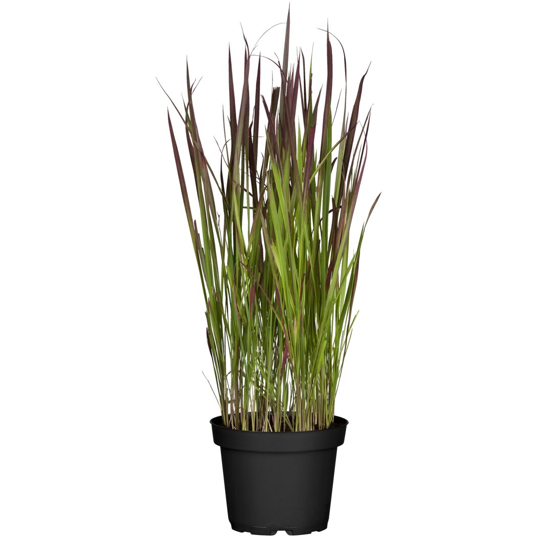Japanisches Blutgras 'Red Baron' 19 cm Topf