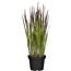 Japanisches Blutgras 'Red Baron' 19 cm Topf