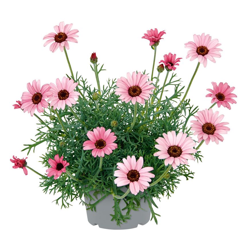 Marokkanisches Gänseblümchen verschiedene Farben, 13 cm Topf