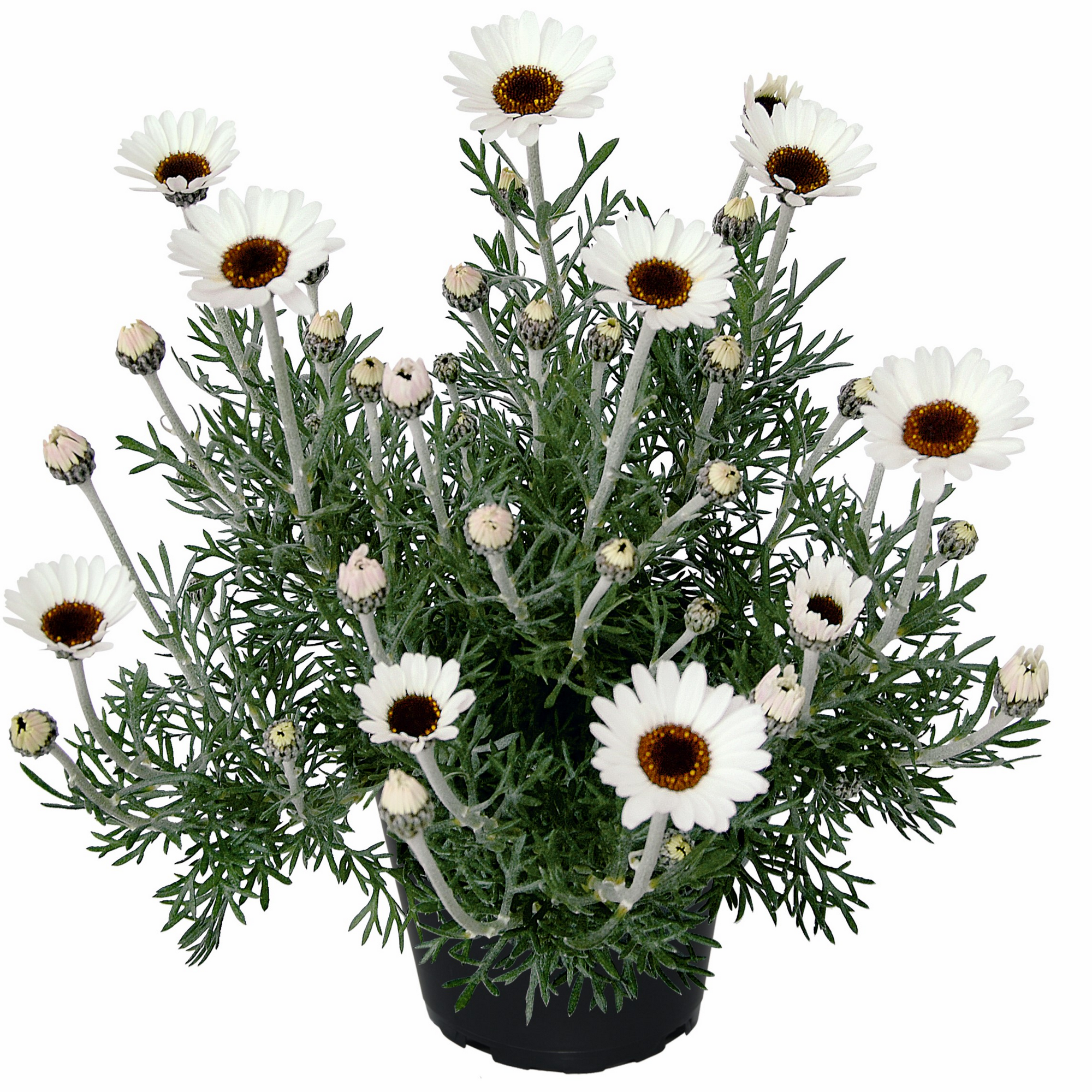Marokkanisches Gänseblümchen verschiedene Farben, 13 cm Topf