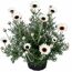 Marokkanisches Gänseblümchen verschiedene Farben, 13 cm Topf