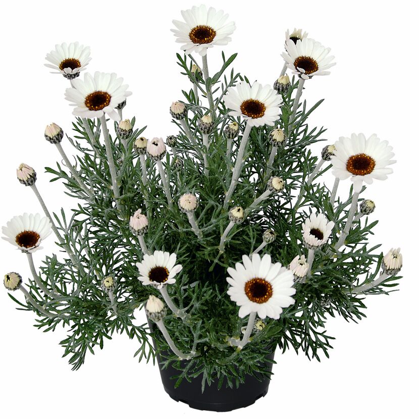 Marokkanisches Gänseblümchen verschiedene Farben, 13 cm Topf