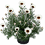 Marokkanisches Gänseblümchen verschiedene Farben, 13 cm Topf