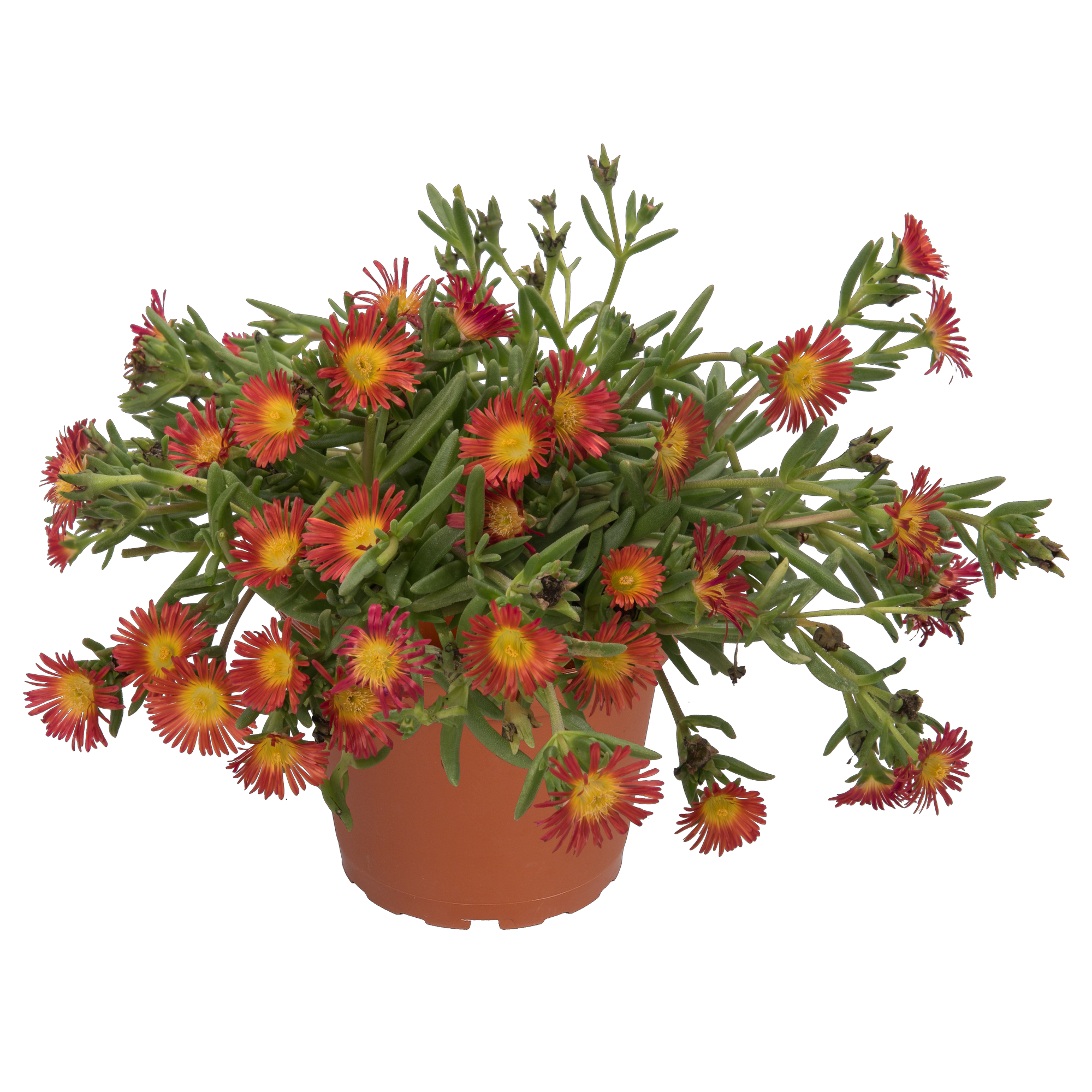 Mittagsblume 'Wheels of Wonder® Fire Wonder' rot-gelb 12 cm Topf + product picture