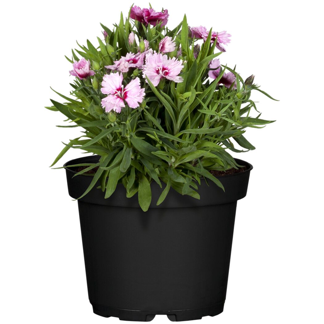 Topfpflanze mit rosa Blüten
