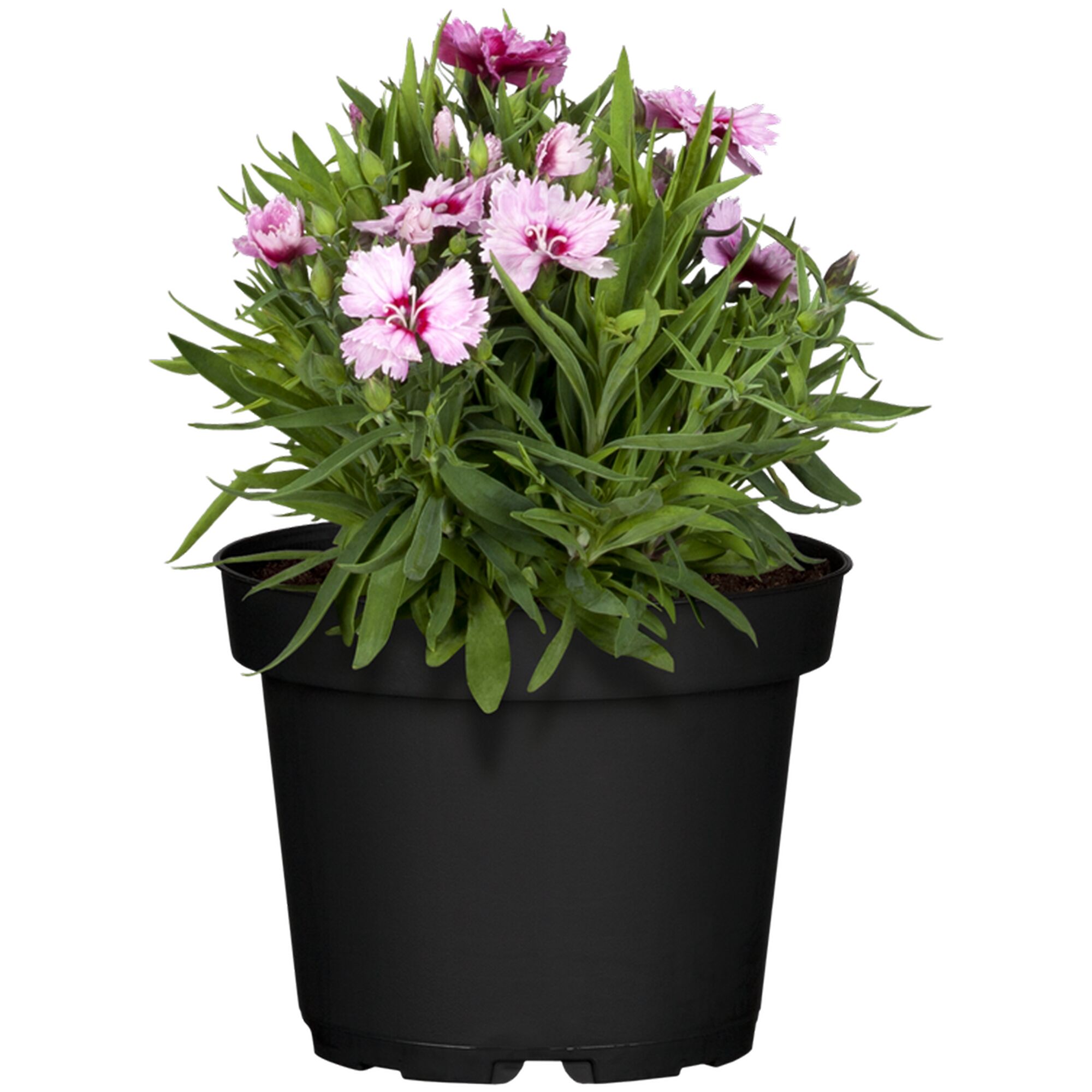 Topfpflanze mit rosa Blüten