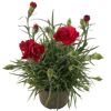 Topfpflanze mit roten Nelken und grünen Blättern.