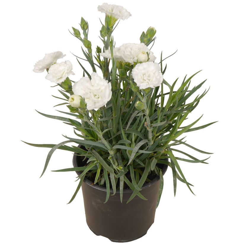 Topfpflanze mit weißen Blüten und grünen Blättern.