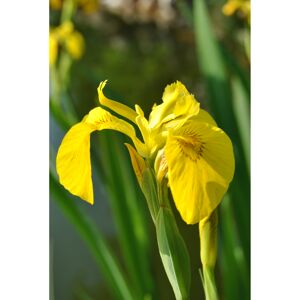 Gelbe Sumpfschwertlilie, 11 cm Topf