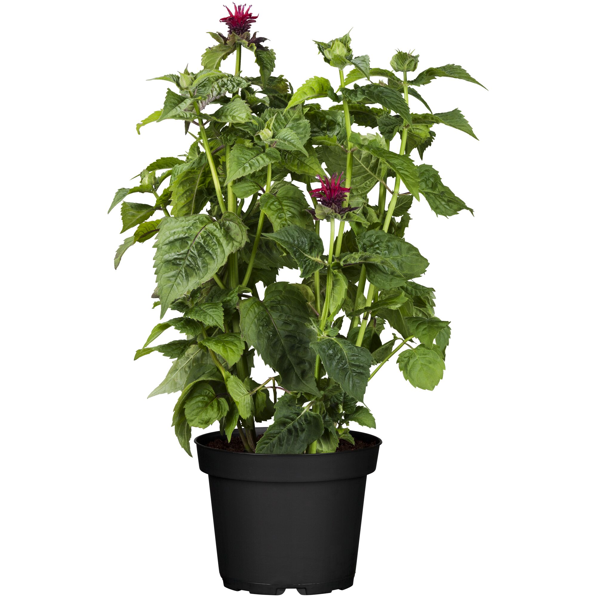 Topfpflanze mit grünen Blättern und roten Blüten