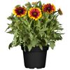Topfpflanze mit rot-gelben Blüten.