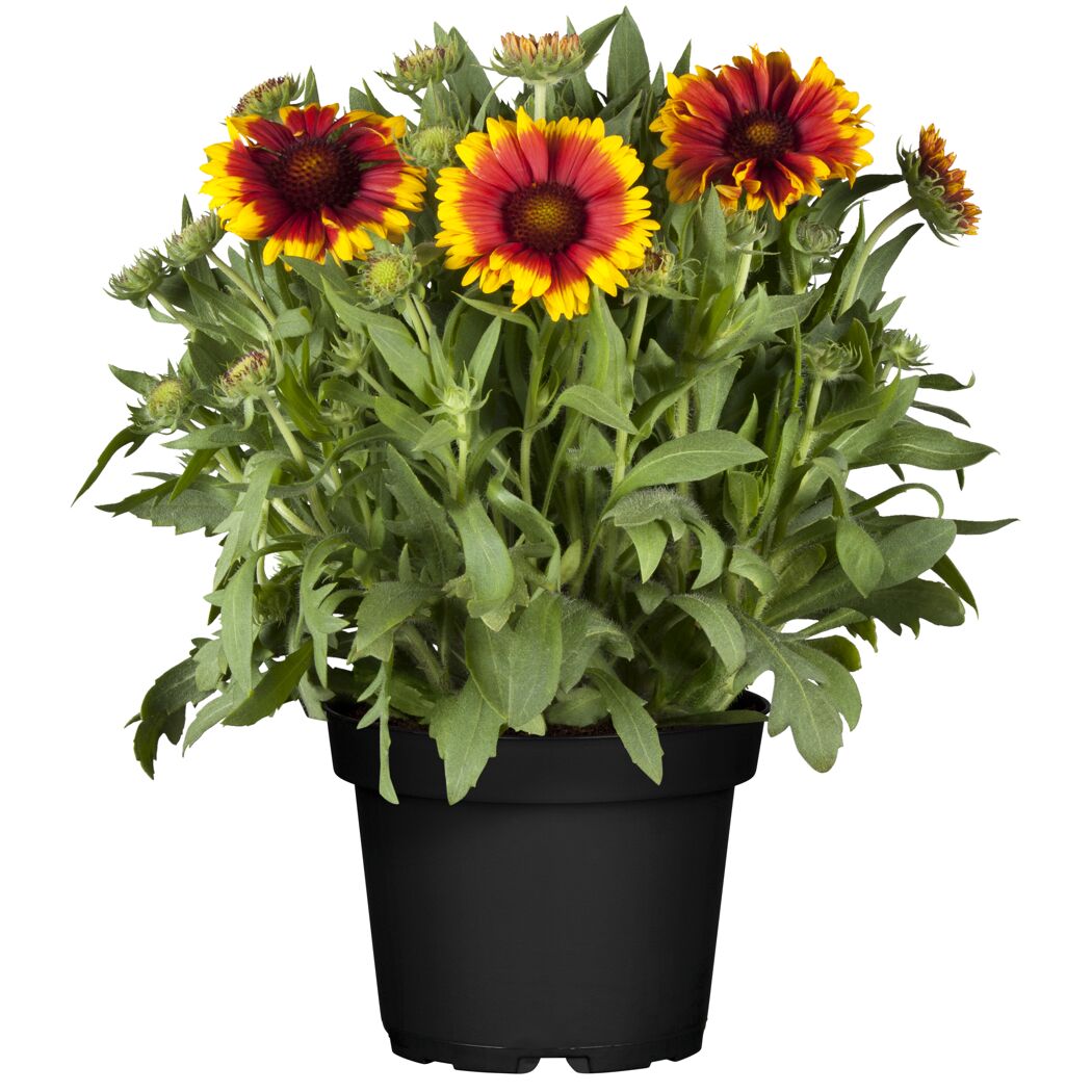 Topfpflanze mit rot-gelben Blüten.