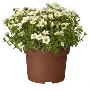 Mini-Stauden verschiedene Sorten 6,5 cm Topf