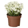 Mini-Stauden verschiedene Sorten 6,5 cm Topf