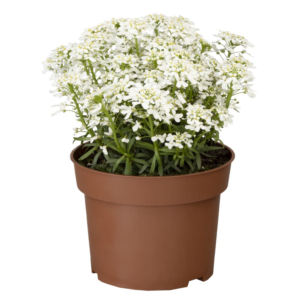 Mini-Stauden verschiedene Sorten 6,5 cm Topf