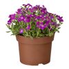 Mini-Stauden verschiedene Sorten 6,5 cm Topf
