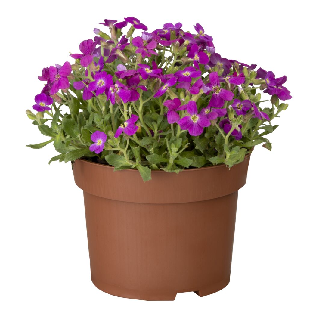 Mini-Stauden verschiedene Sorten 6,5 cm Topf